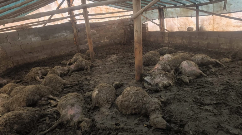 Arguvan'da Gece Yarısı Dehşeti: Ağıla Giren Kurt 40 Hayvanı Telef Etti!