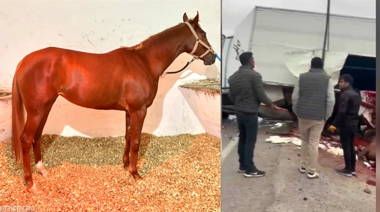 Malatya Girişinde Feci Kaza: Şampiyon Yarış Atı 'Heyfa' Hayatını Kaybetti!