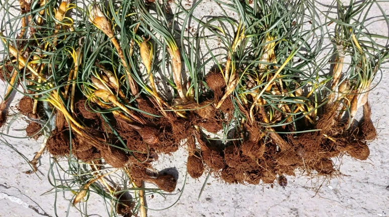 Darende Dağlarında Çiğdem Heyecanı: Baharın Habercisi Toprak Altından Çıktı