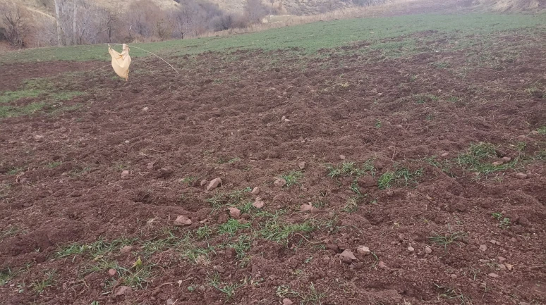 Pütürge Arıtoprak’ta Yaban Domuzu İstilası: Çiftçinin Emeği Tehdit Altında