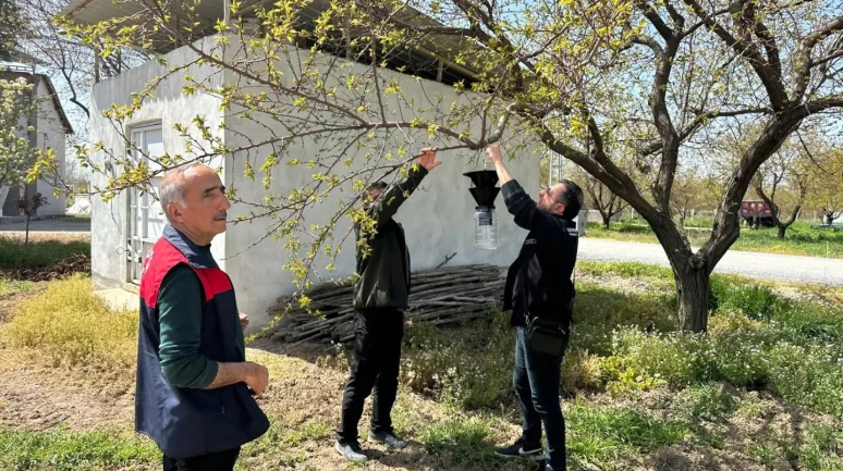 Malatya’da Kayısıyı Tehdit Eden Kokarca Alarmı Denetim Başlatıldı
