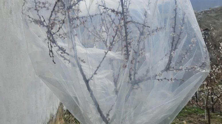 Malatya’da don nöbeti: Kayısı ağaçlarını naylonla sararak koruma altına aldı!
