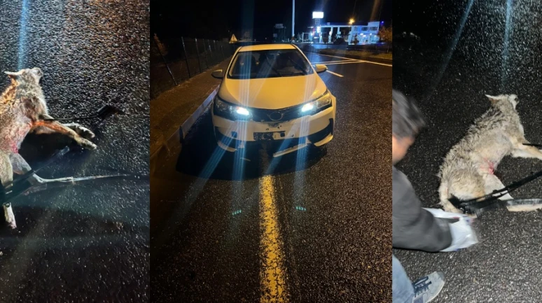Darende'de Otomobil Kurta Çarptı Maddi Hasar Oluştu