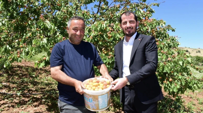 Pütürge'de Bu Yıl İlk Kez Kayısı Hasadı Gerçekleştirildi