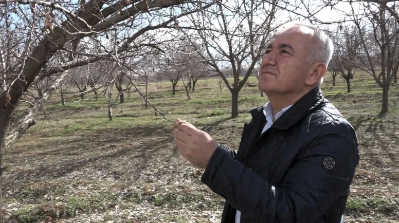 Malatya'da 2026 Kayısı Rekoltesi Beklentisi: 60-70 Bin Ton Olabilir
