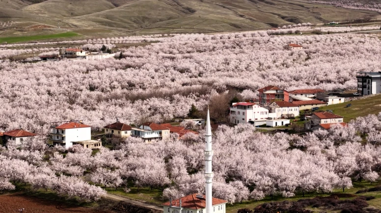 Kayısıda Don Değil Yağış Riski: Çiçek Döneminde Kritik Uyarılar