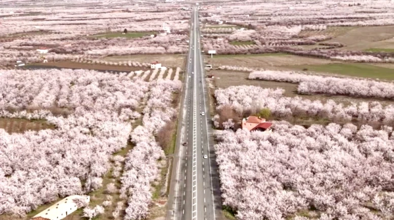 Malatya’da kayısı ağaçları çiçek açtı: Vali Seddar Yavuz’dan üreticilere bereket mesajı!