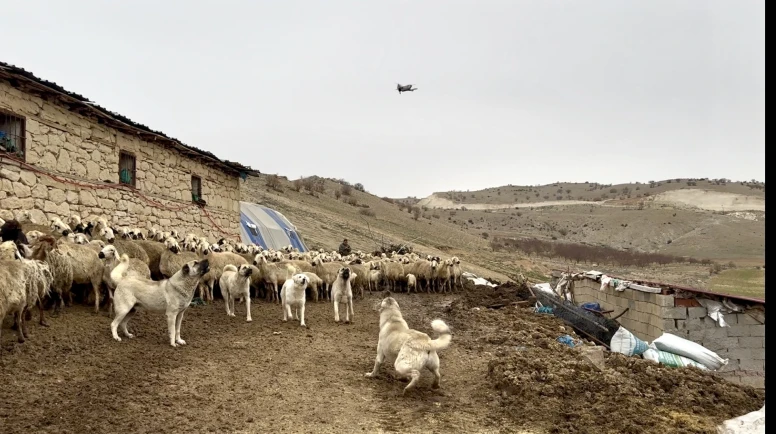 Yazıhan’da Kangallar Drone’a Geçit Vermedi: Sürüye Yaklaştırmadı