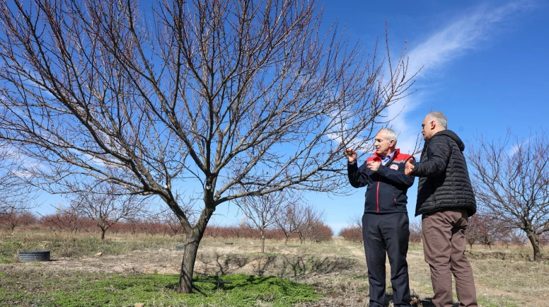 Malatya’da Kayısıda Kritik Dönem: Tomurcuklanma Başladı