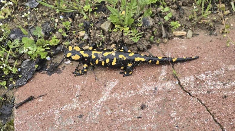 Gündüzbey'de Nadir Görüntü: Nesli Tehdit Altındaki Tür Ortaya Çıktı!
