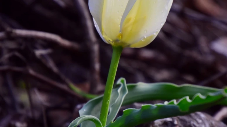 Malatya’da Eşi Benzeri Olmayan Keşif: Endemik Beyaz Lale Literatüre Giriyor