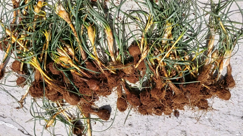 Darende Dağlarında Çiğdem Heyecanı: Baharın Habercisi Toprak Altından Çıktı