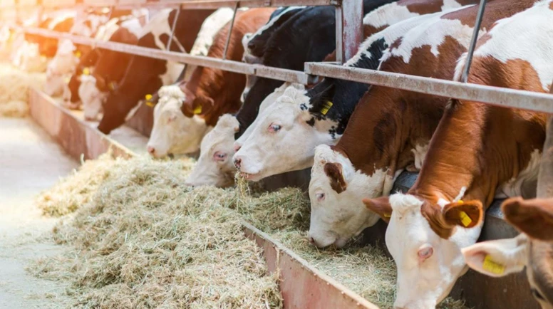 Malatya'da 2026 Yılı Kurbanlık Fiyatları Belli Oldu! İşte Canlı Kilogram ve Kesim Ücretleri