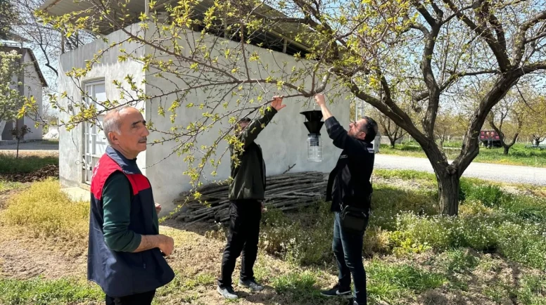 Malatya’da Kayısıyı Tehdit Eden Kokarca Alarmı Denetim Başlatıldı