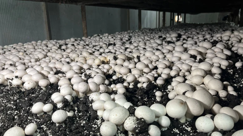 Malatya’da Alternatif Tarım Atağı: Ayda 15 Ton Mantar Üretiliyor