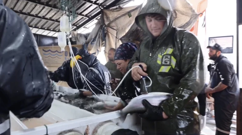 Malatya'nın Alabalık Üretim Kapasitesi Ne Kadar? Osman Akar Rakamları Paylaştı!