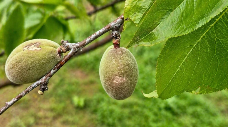 Malatya’da Dolu Bilançosu Netleşti: 7 İlçede 20 Bin Dekar Alan Zarar Gördü