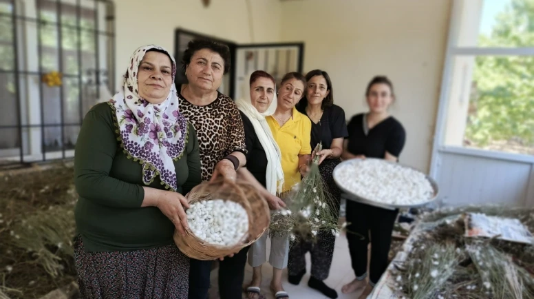 Hekimhanlı Kadınlardan İpek Böcekçiliği Hamlesi: Dut Yaprağı Kazanca Dönüşüyor