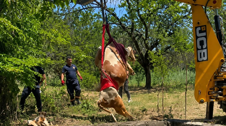 Battalgazi'de Sulama Havuzuna Düşen Gebe İnek Kurtarıldı