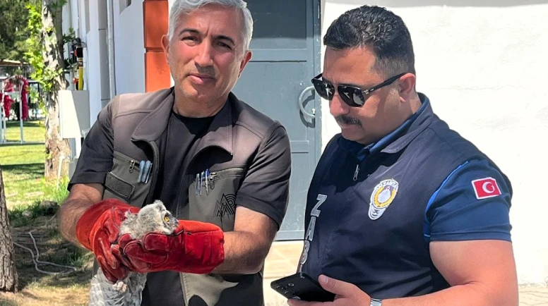 Battalgazi Zabıtası Bulduğu Yavru Baykuşu Koruma Altına Aldı