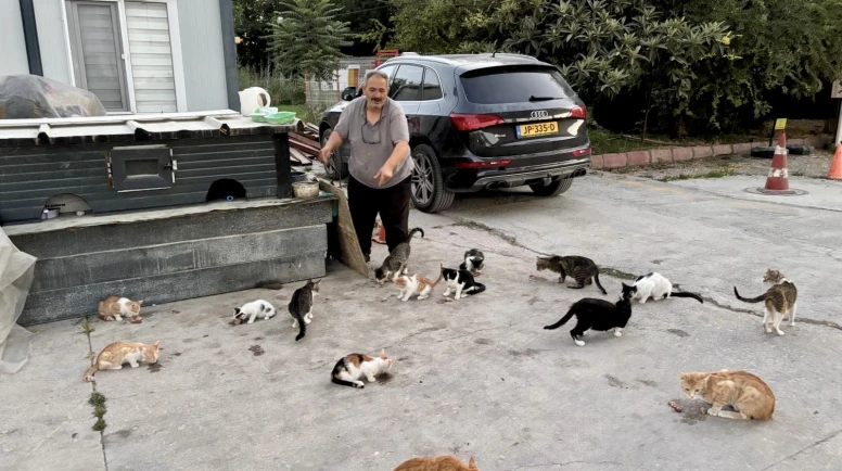 Her Gün Onlarca Sokak Kedisini Kendi Elleriyle Besliyor