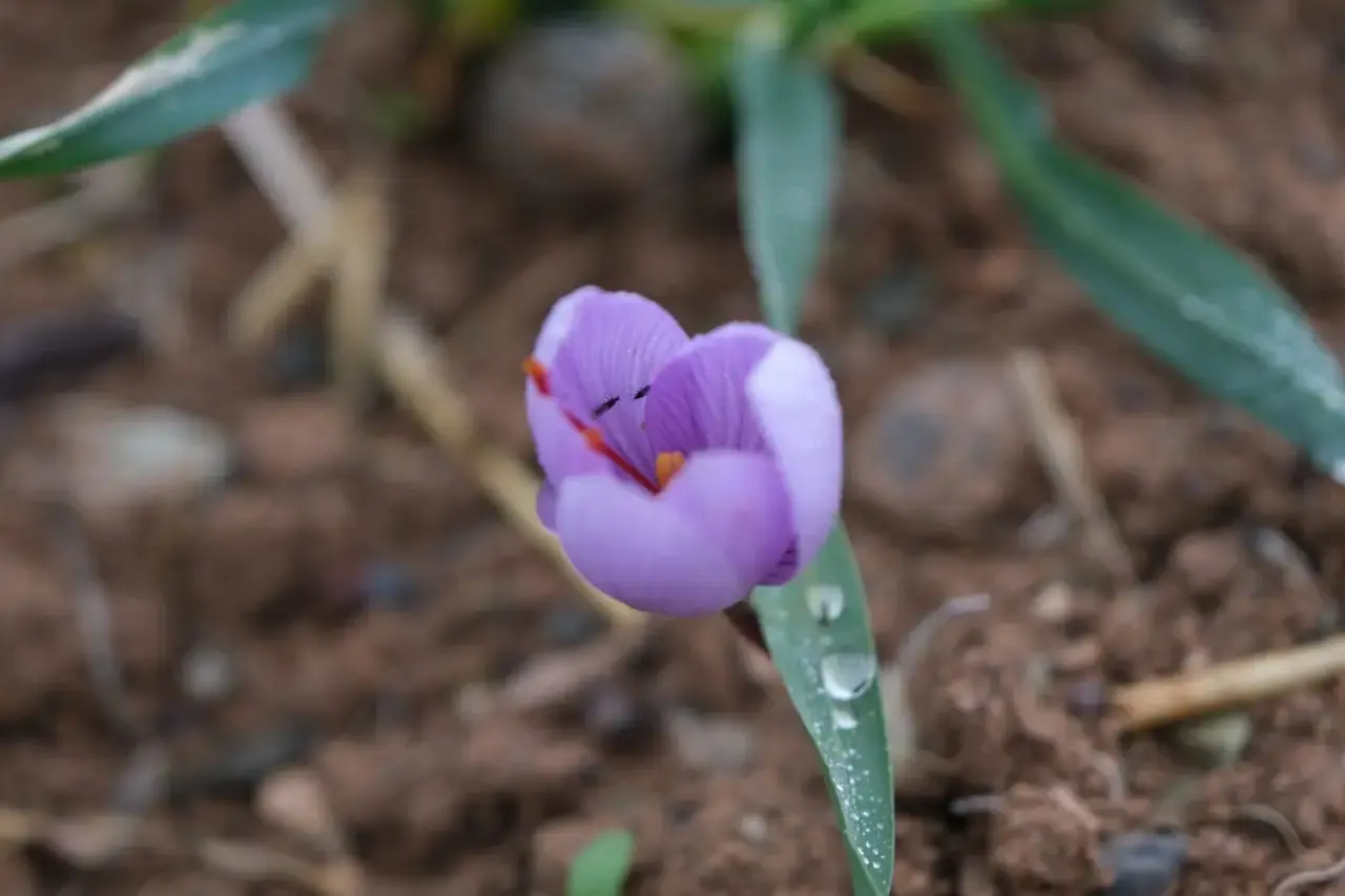 Battalgazi Yarımcahan Mahallesi'nde hasat aşamasına gelmiş mor renkli safran çiçekleri.