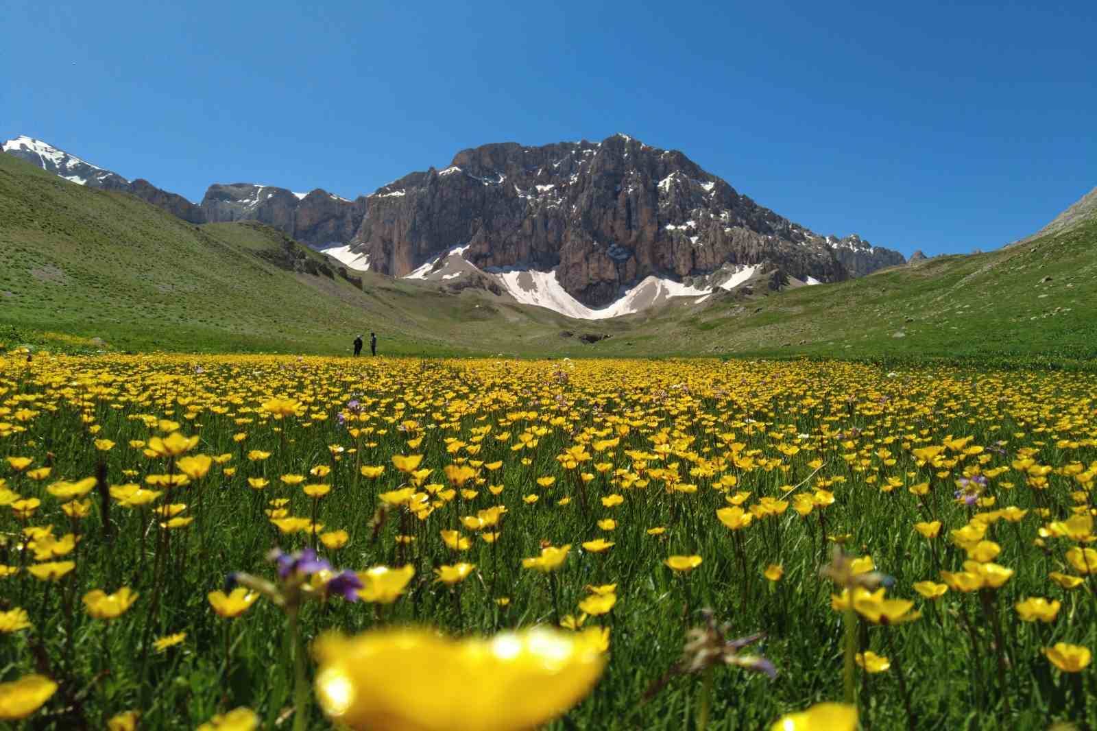 merg-yaylasi-bu-gunlerde-yerli-ve-yabanci-dogaseverlere-ev-sahipli-yapiyor