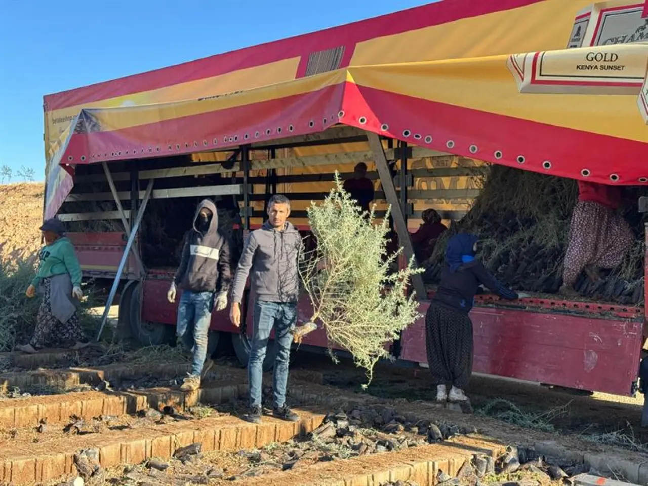 Tuz çalısı fidanı üretim sahası ve Mardin