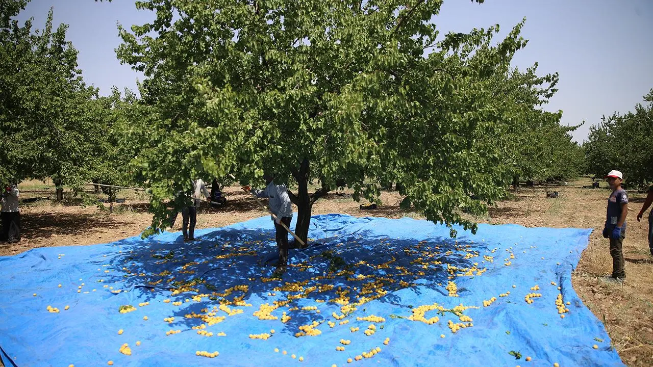 Kayısı bahçesinde çalışan mevsimlik işçiler (Alıntı, trt haber))