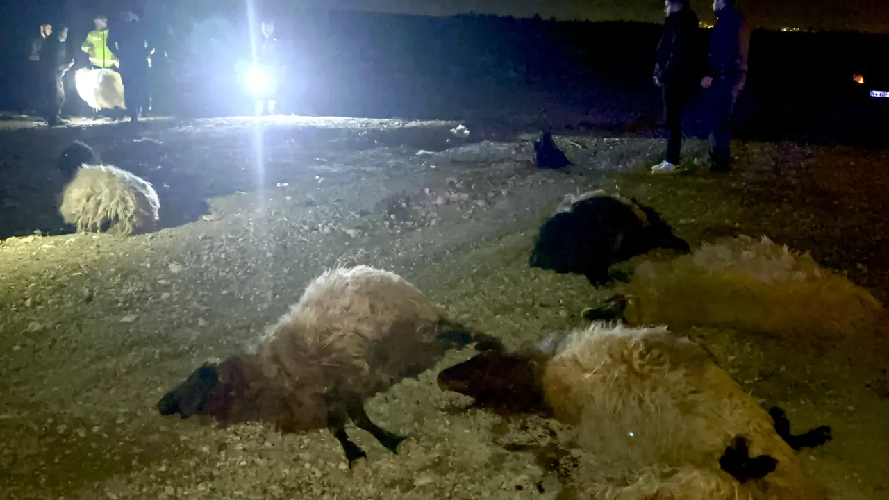 Trafik kazasında telef olan koyunlar ve karanlık yol