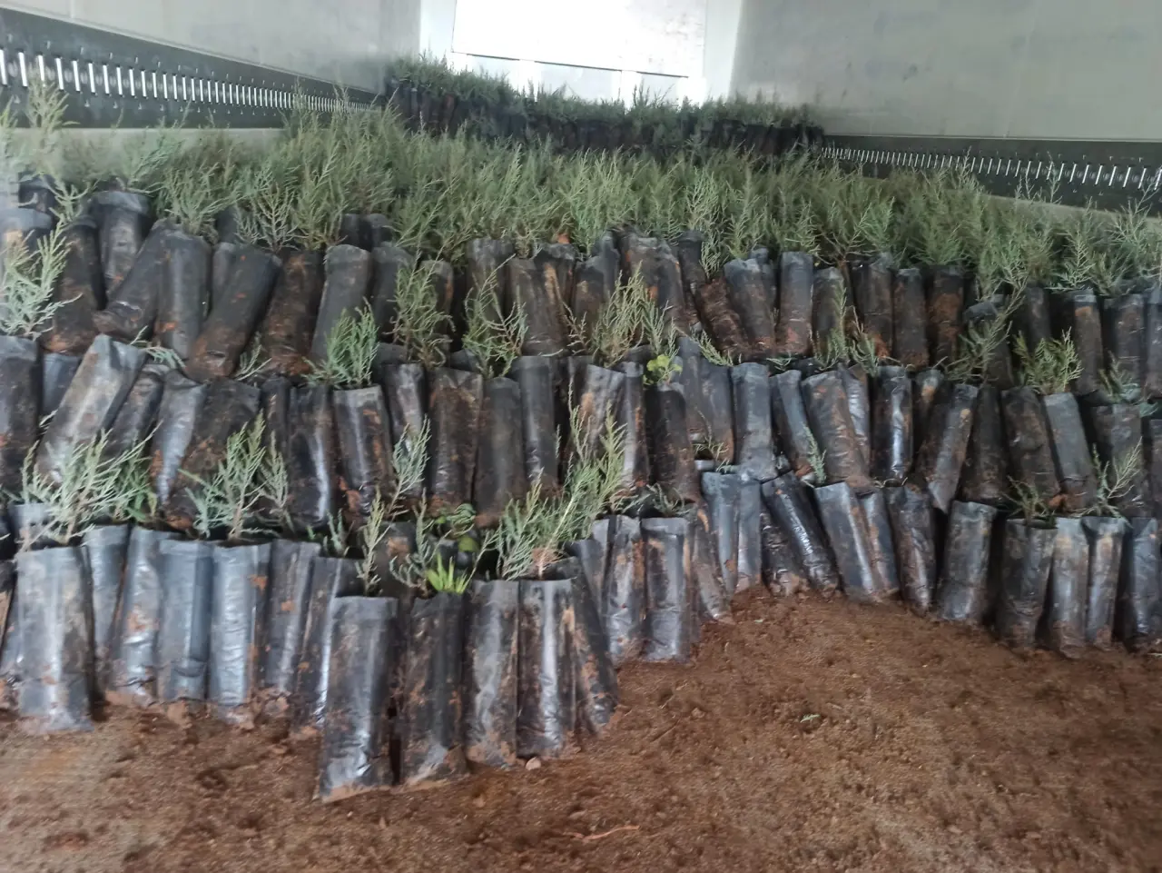 Malatya orman fidanlığı ardıç ve servi fidanları