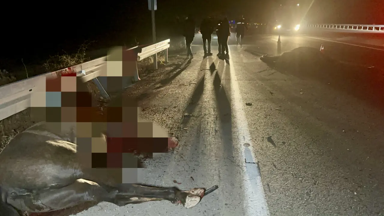 Akçadağ Sultan Suyu Tarım İşletmesi’nde kaçan taylar