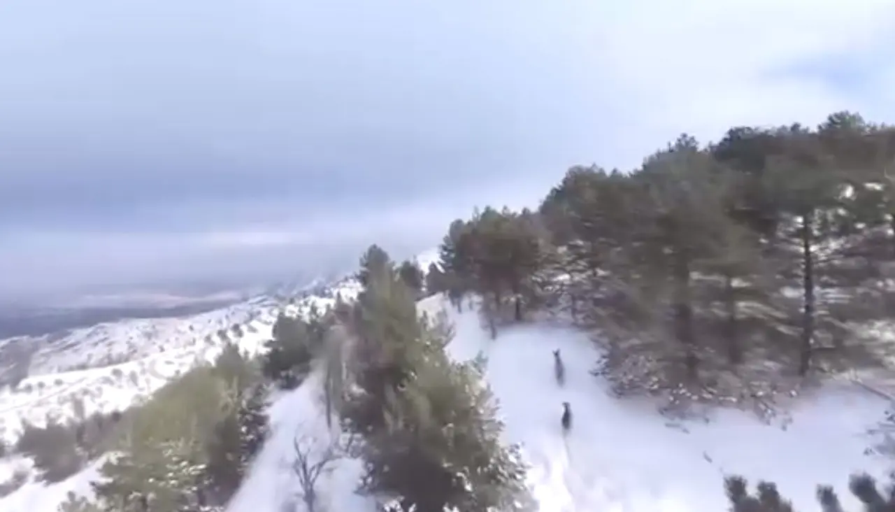 Malatya karlı dağlarda dağ keçisi sürüsü drone görüntüsü