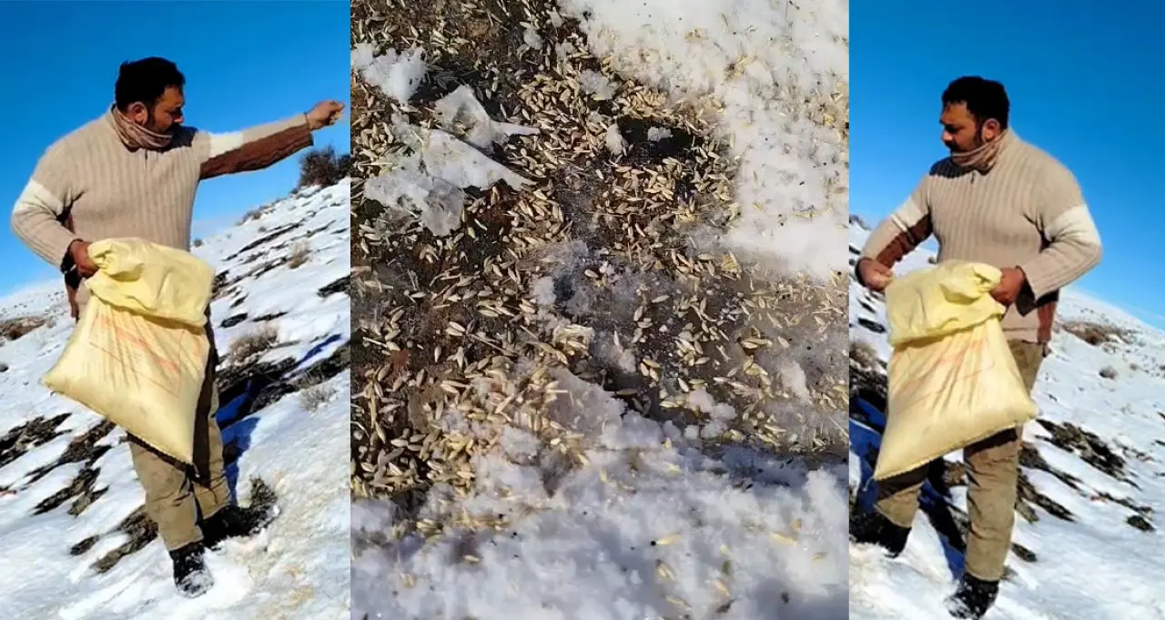 Arapgir Barış Yağmur karda yem taşıma