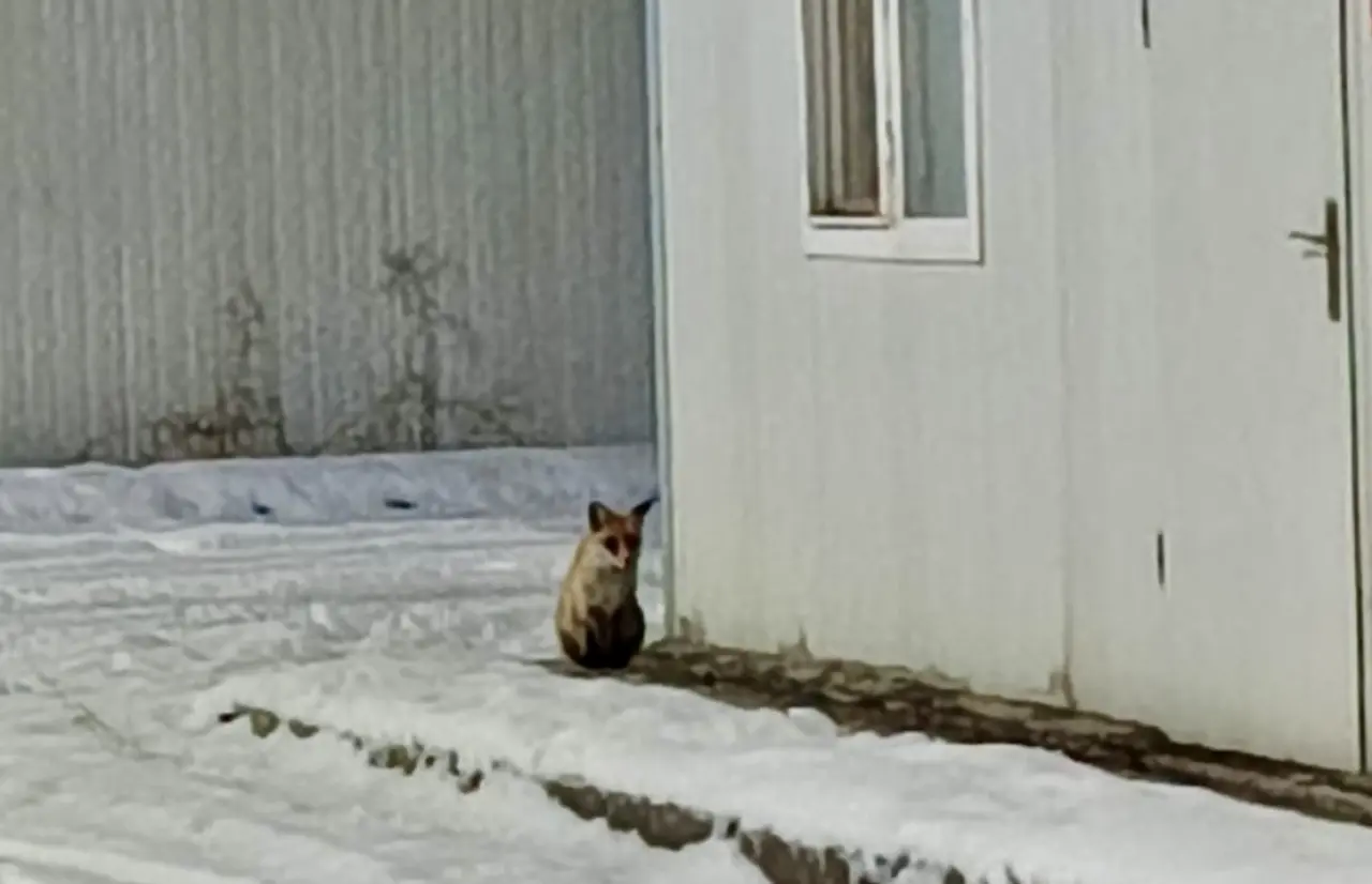 Malatya İkizce Konteyner Kent tilki görüntüsü