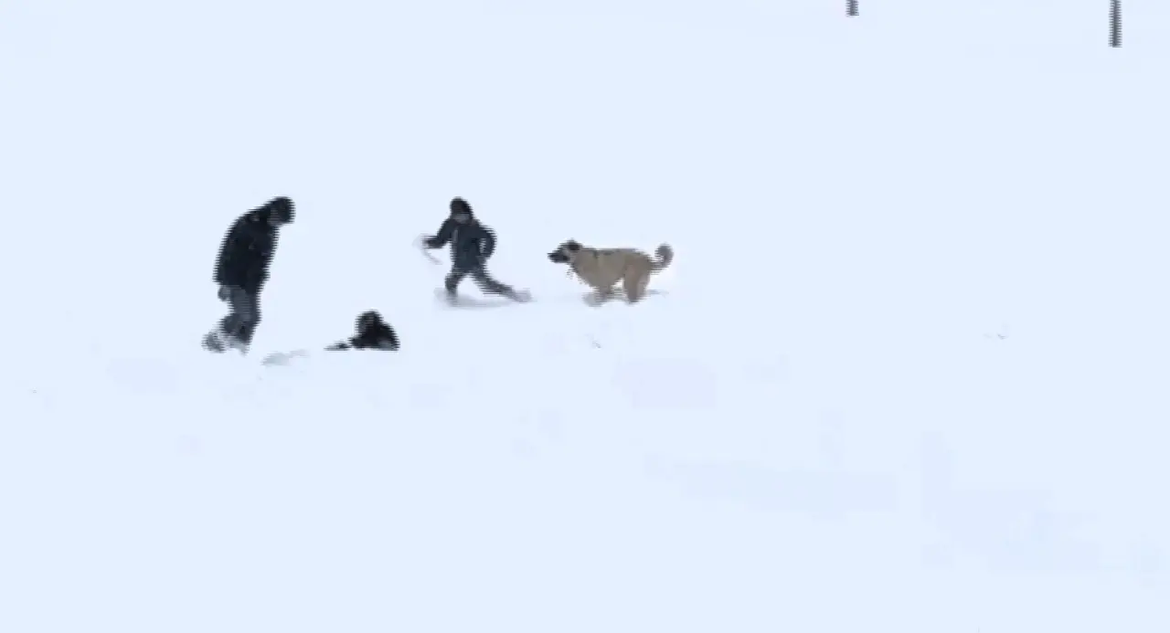 Arguvan karda oynayan çocuklar ve köpek