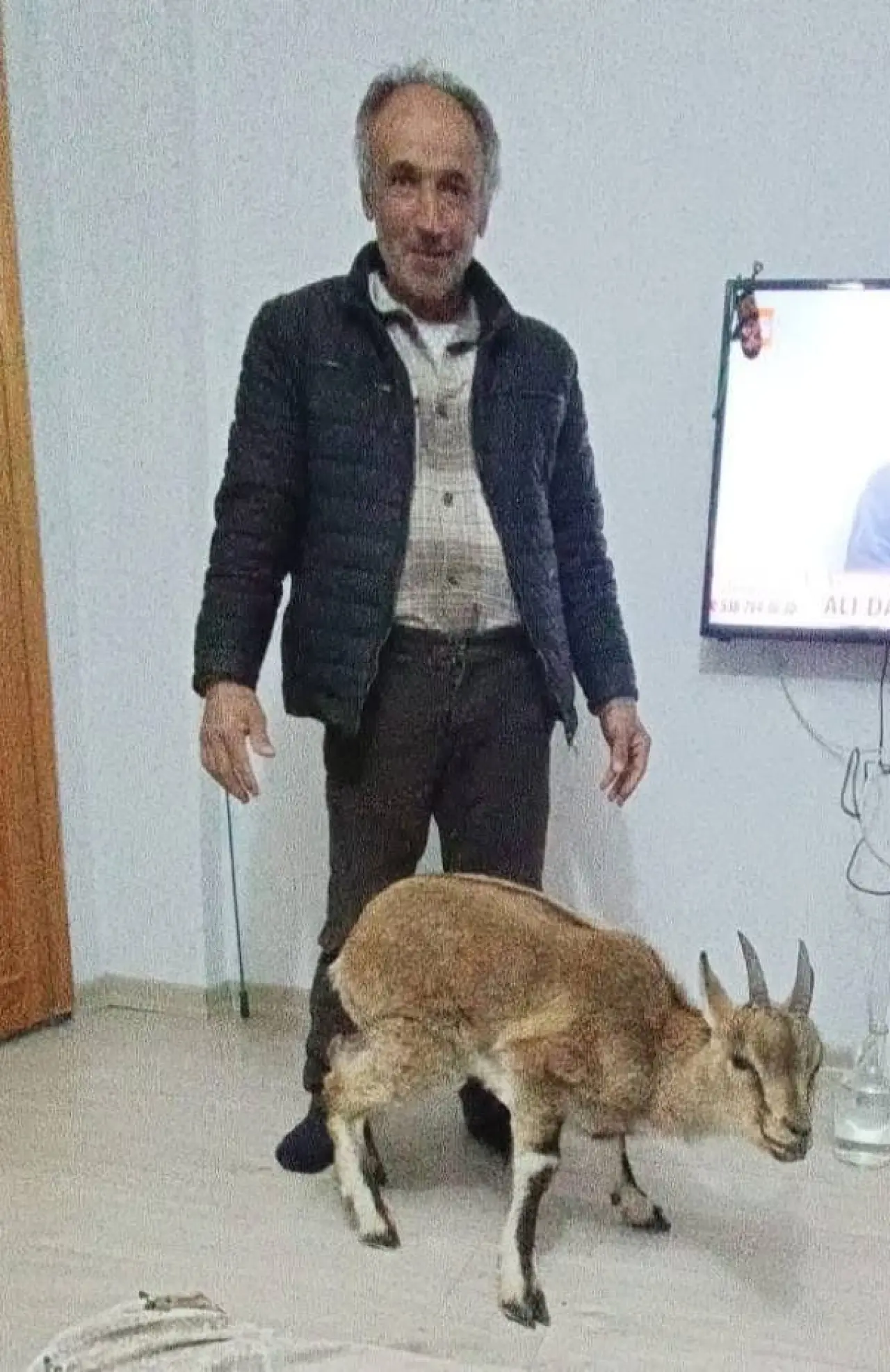 Hekimhan Basak Mahallesi kurtarılan yavru dağ keçisi