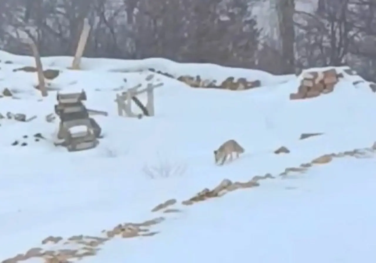 Darende Hacolar karda yiyecek arayan tilki