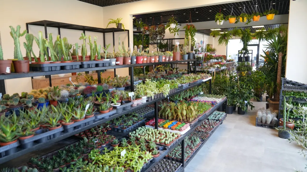 Battalgazi Belediyesi park ve bahçeler fidanlık üretimi