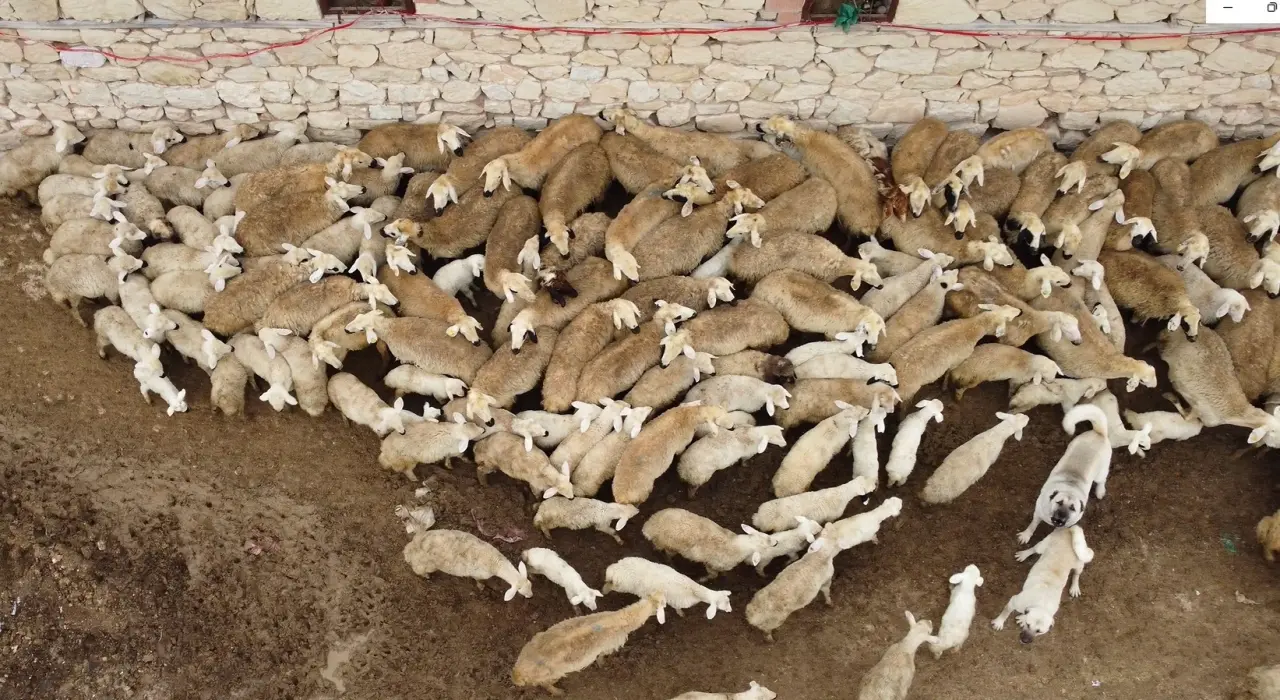 Malatya Yazıhan kuzu doğumu anneleriyle buluşma