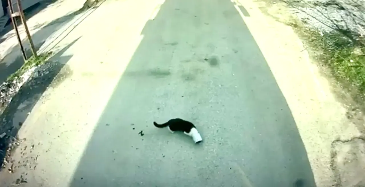 Kafasına konserve sıkışan kedi kurtarıldı