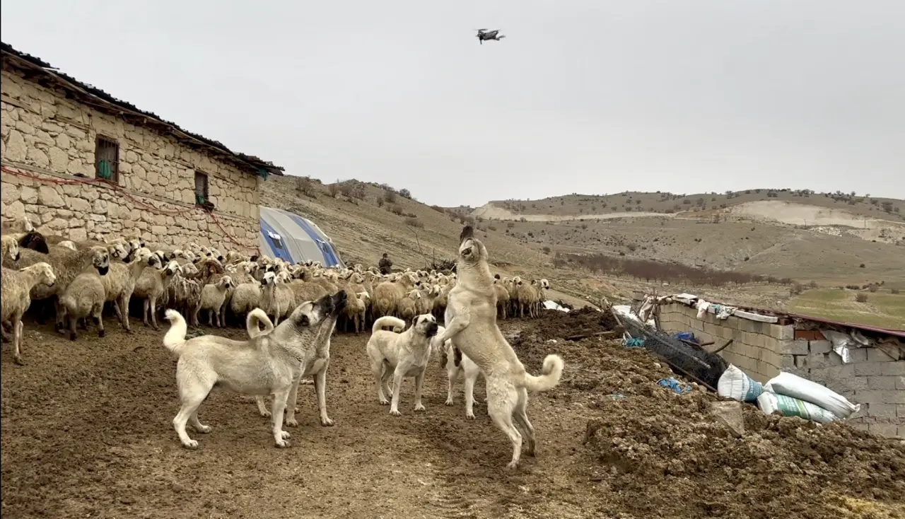 Malatya Yazıhan'da sürü koruyan Kangal köpeklerinin drone tepkisi