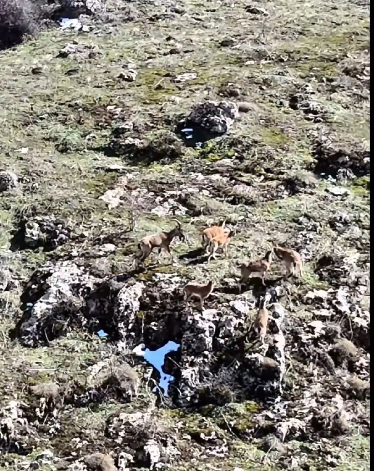 Malatya Beydağı sarp kayalıklarda dolaşan dağ keçileri