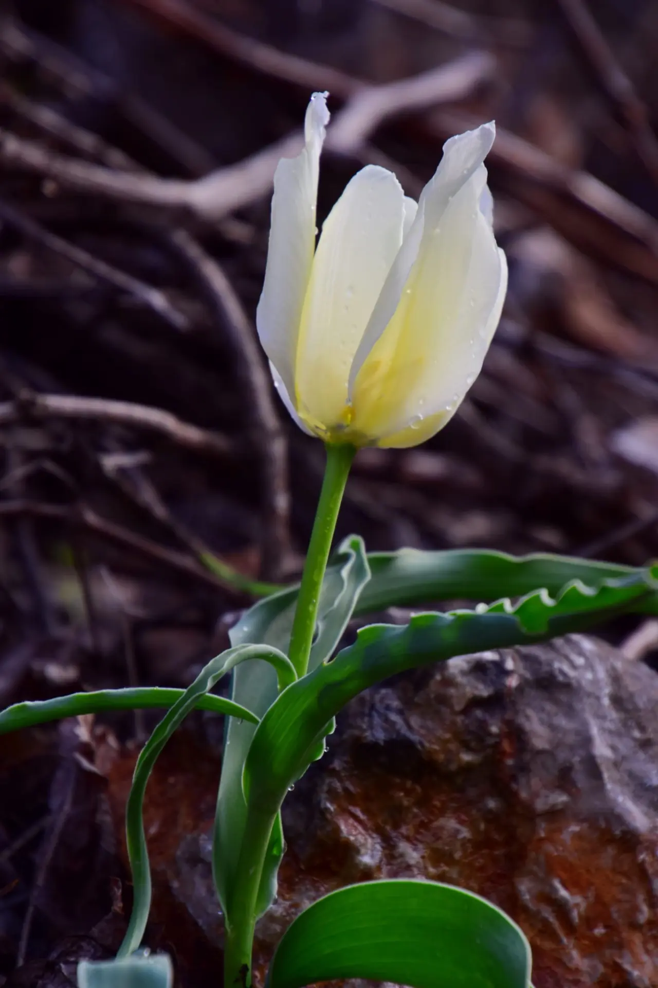 Malatyada yetişen, ağlayan ters lale